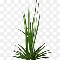 Êý×ÖͼÏñ¼ôÌù»-²Ý-¿ÕÈôÍø Êý×ÖͼÏñ¼ôÌù»-²Ý-¿ÕÈôÍø