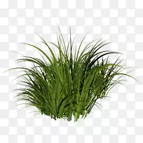 草本植物剪贴画-草-空若网 草本植物剪贴画-草-空若网