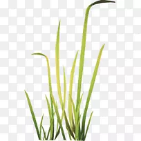 草本植物草甸剪贴画-草-空若网 草本植物草甸剪贴画-草-空若网