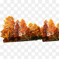 橙色树叶秋天模特-空若网 橙色树叶秋天模特-空若网