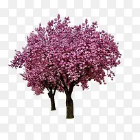 »¨Ê÷-¿ÕÈôÍø »¨Ê÷-¿ÕÈôÍø