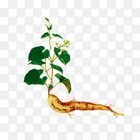 人参-空若网 人参-空若网