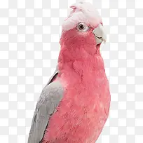 ����-������