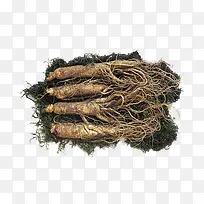 人参-空若网 人参-空若网