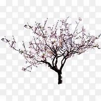 高清摄影粉红色的桃花效果-空若网 高清摄影粉红色的桃花效果-空若网