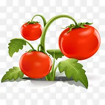 Êß²ËÎ÷ºìÊÁ-¿ÕÈôÍø Êß²ËÎ÷ºìÊÁ-¿ÕÈôÍø