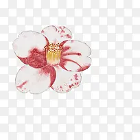 Ö²Îﻨ»ÜËØ²ÄÊֻ滨¶äËØ²Ä-¿ÕÈôÍø Ö²Îﻨ»ÜËØ²ÄÊֻ滨¶äËØ²Ä-¿ÕÈôÍø