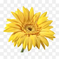 ��ͨ�ʻ�-������