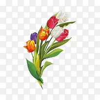 手绘郁金香-空若网 手绘郁金香-空若网