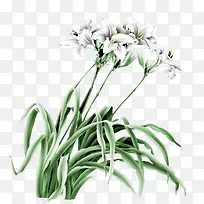 卡通手绘百合花素材-空若网 卡通手绘百合花素材-空若网