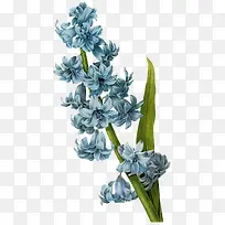 手绘兰花兰花元素-空若网 手绘兰花兰花元素-空若网