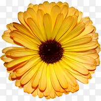 鲜花手绘花朵图片-空若网 鲜花手绘花朵图片-空若网