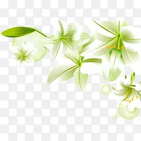 手绘百合-空若网 手绘百合-空若网