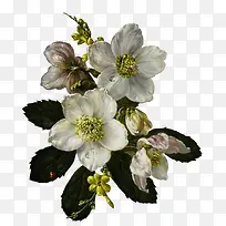 手绘古典花卉-空若网 手绘古典花卉-空若网