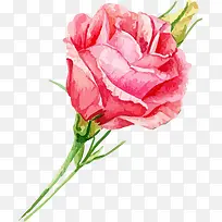 手绘水彩玫瑰-空若网 手绘水彩玫瑰-空若网