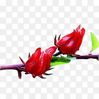 树枝上的洛神花图片素材-空若网 树枝上的洛神花图片素材-空若网