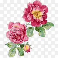 ��ɫˮ���ʻ�ֲ��-������