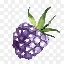 矢量卡通水彩桑葚水果png-空若网 矢量卡通水彩桑葚水果png-空若网