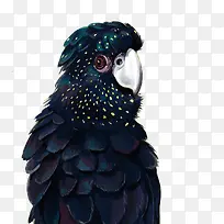 矢量黑鹦鹉-空若网 矢量黑鹦鹉-空若网