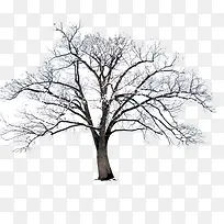 树-空若网 树-空若网