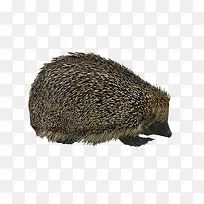 ��ɫ������-������