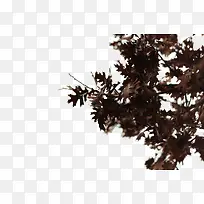 枯叶树枝-空若网 枯叶树枝-空若网