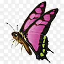 黑色翅膀蝴蝶素材动物-空若网 黑色翅膀蝴蝶素材动物-空若网