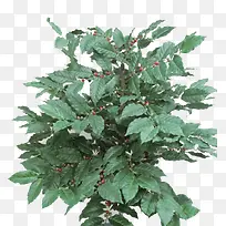 ��������Ҷ-������