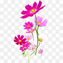 粉色春天促销花朵-空若网 粉色春天促销花朵-空若网