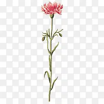 粉色花朵独立可爱-空若网 粉色花朵独立可爱-空若网
