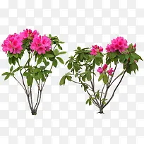 粉色可爱花朵植物-空若网 粉色可爱花朵植物-空若网