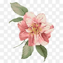 唯美粉色可爱花朵-空若网 唯美粉色可爱花朵-空若网