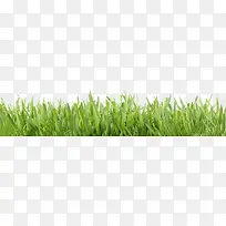 绿色小草-空若网 绿色小草-空若网