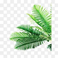 绿色时尚装饰植物-空若网 绿色时尚装饰植物-空若网