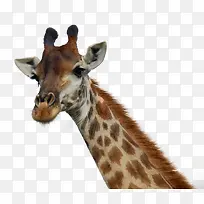 可爱长颈鹿-空若网 可爱长颈鹿-空若网