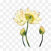 莲花-空若网 莲花-空若网