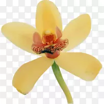 飞蛾兰花植物花瓣开花植物兰花-空若网 飞蛾兰花植物花瓣开花植物兰花-空若网