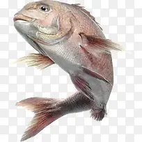 橙色简约大鱼装饰图案-空若网 橙色简约大鱼装饰图案-空若网