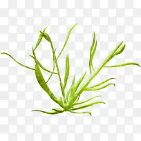 绿草-空若网 绿草-空若网