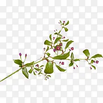 ֦Ҷ-������