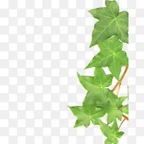 ��������֦-������