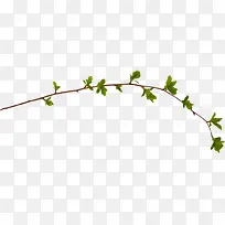 ��ɫ����ֲ����Ҷ��֦-������