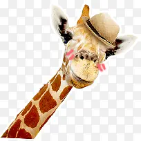 戴帽子的可爱长颈鹿-空若网 戴帽子的可爱长颈鹿-空若网