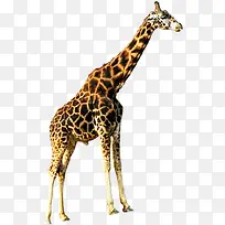 ����¹�����ԭ����-������