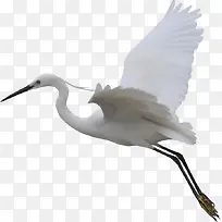 飞翔的白鸟免抠素材-空若网 飞翔的白鸟免抠素材-空若网