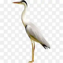 Ïɺ×pngËØ²Ä-¿ÕÈôÍø Ïɺ×pngËØ²Ä-¿ÕÈôÍø