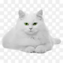 白色动物小猫-空若网 白色动物小猫-空若网