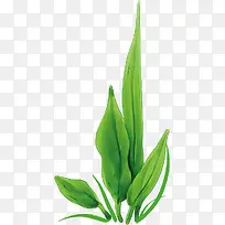 彩绘绿色海草-空若网 彩绘绿色海草-空若网