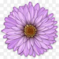 手绘花朵-空若网 手绘花朵-空若网