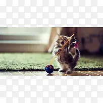 可爱小猫背景-空若网 可爱小猫背景-空若网